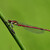 Šidielko červené (Pyrrhosoma nymphula)