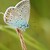 Polyommatus amandus