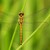 Vážka tmavá - (Sympetrum danae)