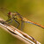 Sympetrum sanguineum / Vážka červená