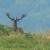 Jelen evropský (Cervus elaphus)