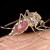 Komár pisklavý (Culex pipien)