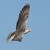 Sokol lovecký (Falco rusticolus) + Raroh velký (Falco cherrug)