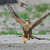 Falco tinnunculus-samička na lovu sarančete