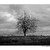 Strom
