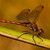 Sympetrum striolatum (Vážka žíhaná) samec