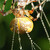 Křižák (Araneus diadematus)