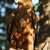 Orel stepní - Aguila rapax - African tawny eagle