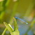 Coenagrion puella