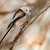 Mlynařík dlouhoocasý (Aegithalos caudatus)