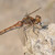 Sympetrum pri obede :)