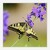 Papilio machaon - Vidlochvost fenyklový