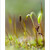 Moss