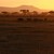 NP Amboseli