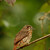 Puffbird | Belize