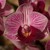 mamčíkova orchidej