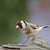 Stehlík obecný (Carduelis carduelis)