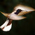 Kolibřík fialkový | Panama