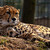 Gepard z plzeňské ZOO