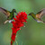 kolibřík žlutavý (Boissonneaua flavescens)