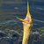 Anhinga