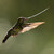 kolibřík mečozobec