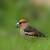 Dlask tlustozobý (Coccothraustes coccothraustes)