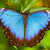 Morpho peleides