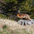 Líška hrdzavá ( Vulpes vulpes)