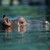 Hroch obojživelný - Hippopotamus amphibius