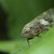 Leafhopper II.