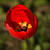 fan fan tulipan III.