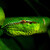 Chřestýšovec waglerův - Tropidolaemus wagleri