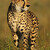 Gepard štíhlý (Acinonyx jubatus)