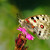 Jasoň červenooký (Parnassius apollo)