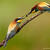 Vlha pestrá - Merops apiaster