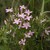 Centaurium erythraea