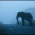Misty elephant