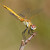 Sympetrum fonscolombii