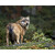 Vlk z Bavorského lesa