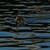 Kačena ve vlnkách