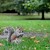 Veverica z Londýnskeho Greenparku