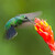kolibřík subtropický