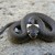 Grass snake