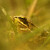 žába sedící v trávě