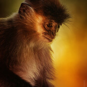 Hulman stříbrný | Borneo