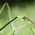 Šidélko ruměnné (Pyrrhosoma nymphula)