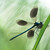 Calopteryx splendens (Motýlice lesklá)