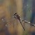 Vážka temnoskvrnná (Leucorrhinia rubicunda)