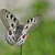 Jasoň červenooký (Parnassius apollo)